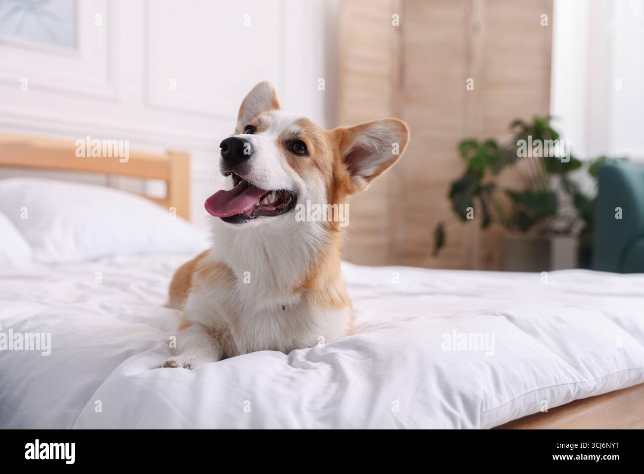 Hotel in cui sono ammessi gli animali domestici. Bel cane a letto al chiuso Foto Stock