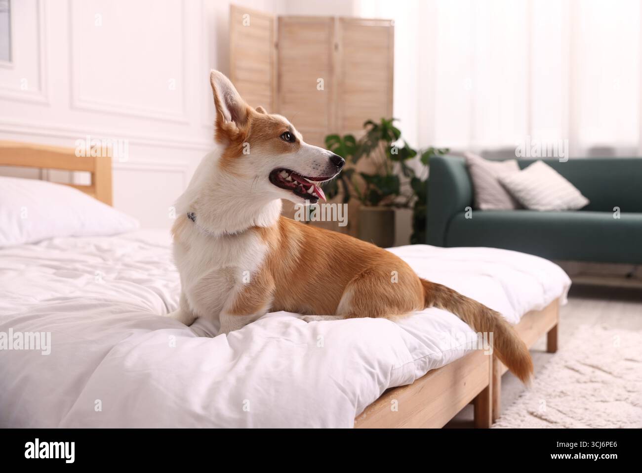 Hotel in cui sono ammessi gli animali domestici. Bel cane seduto sul letto all'interno Foto Stock