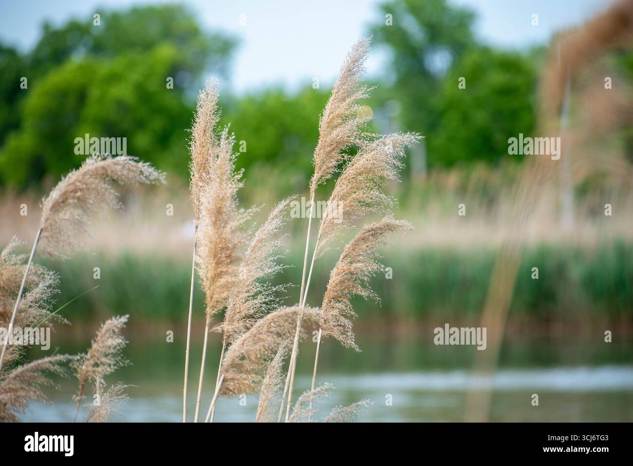 Primo piano di prati alti e piumati Foto Stock