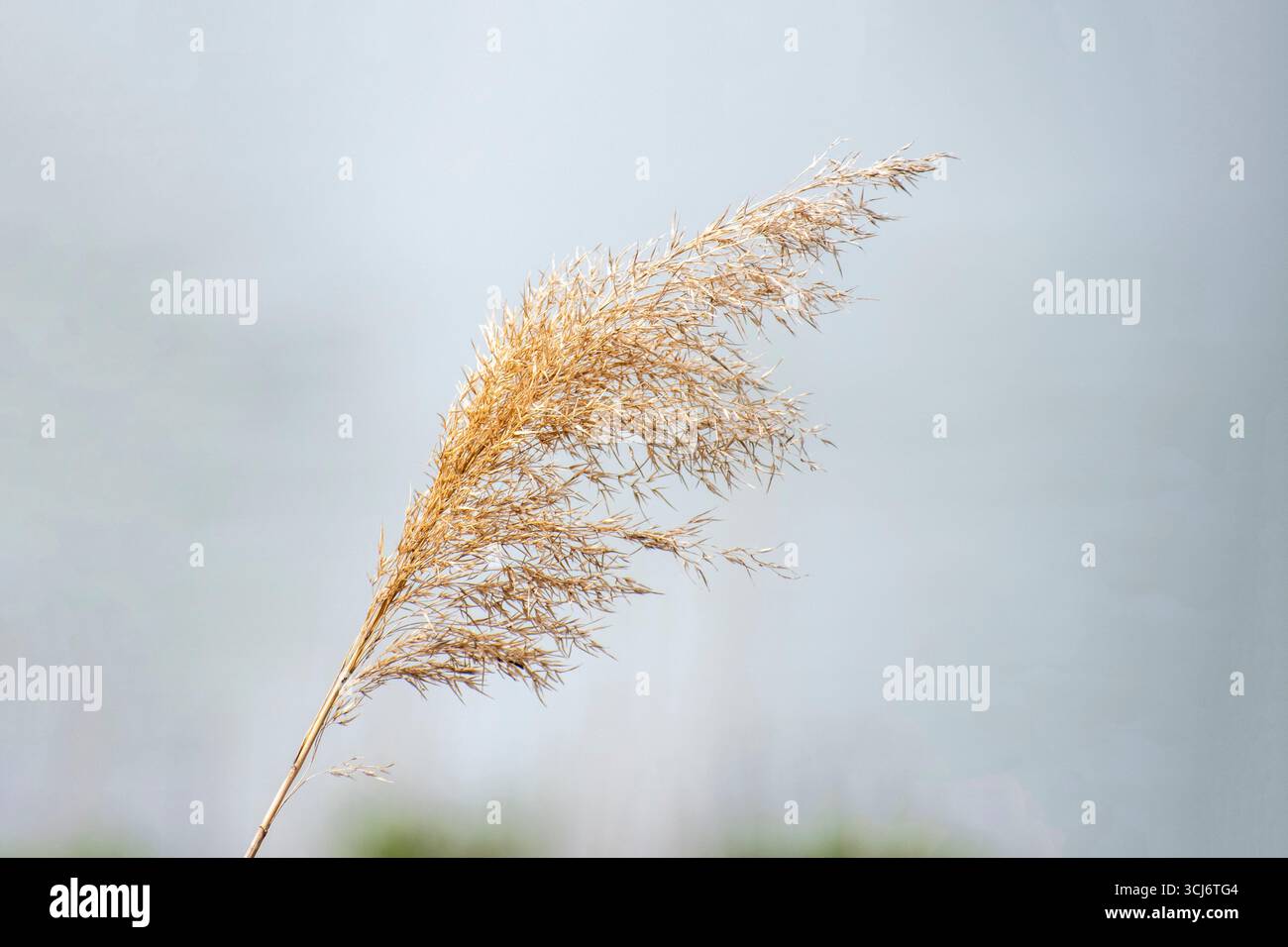 Primo piano di prati alti e piumati Foto Stock