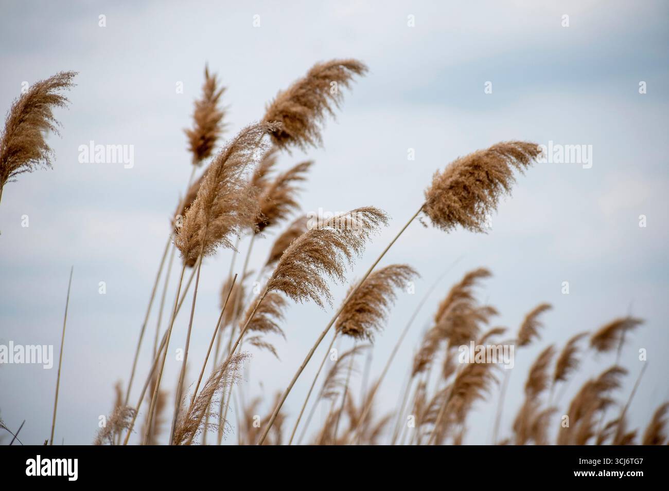 Primo piano di prati alti e piumati Foto Stock