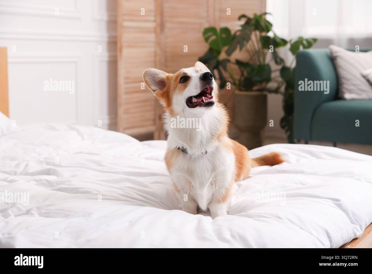 Hotel in cui sono ammessi gli animali domestici. Bel cane seduto sul letto all'interno Foto Stock