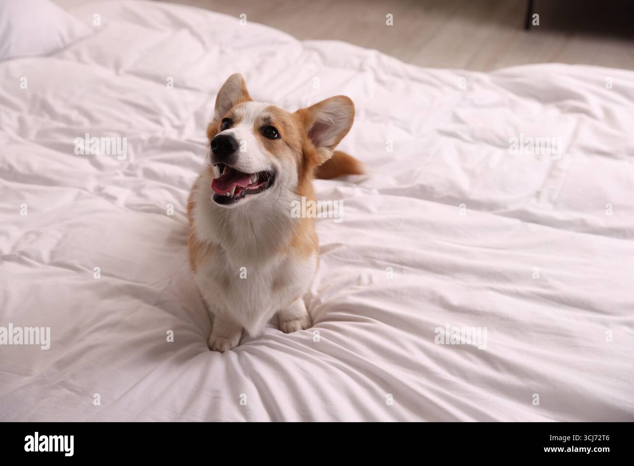 Hotel in cui sono ammessi gli animali domestici. Bel cane seduto sul letto all'interno Foto Stock