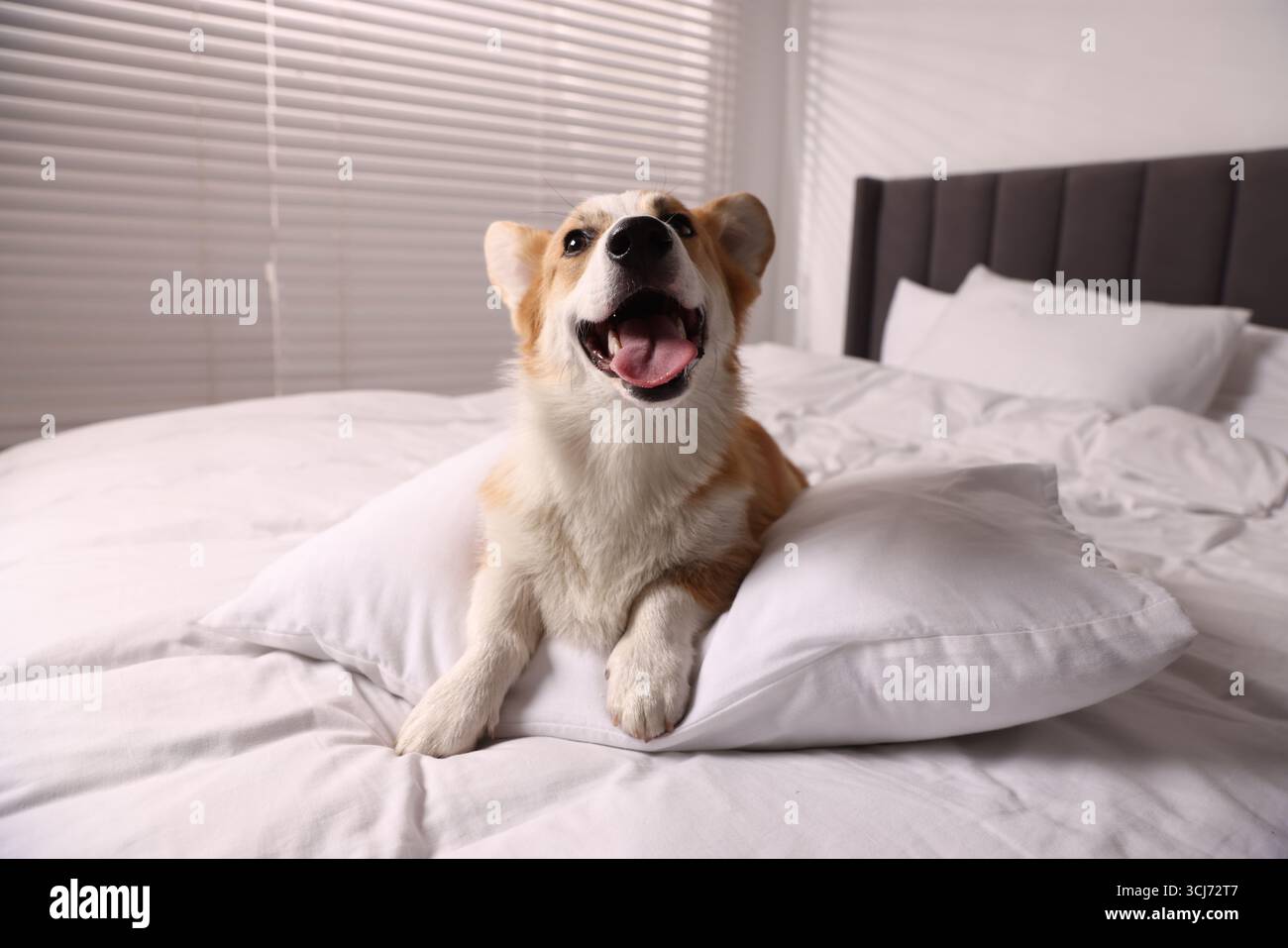 Hotel in cui sono ammessi gli animali domestici. Un cane carino con cuscino sul letto interno Foto Stock
