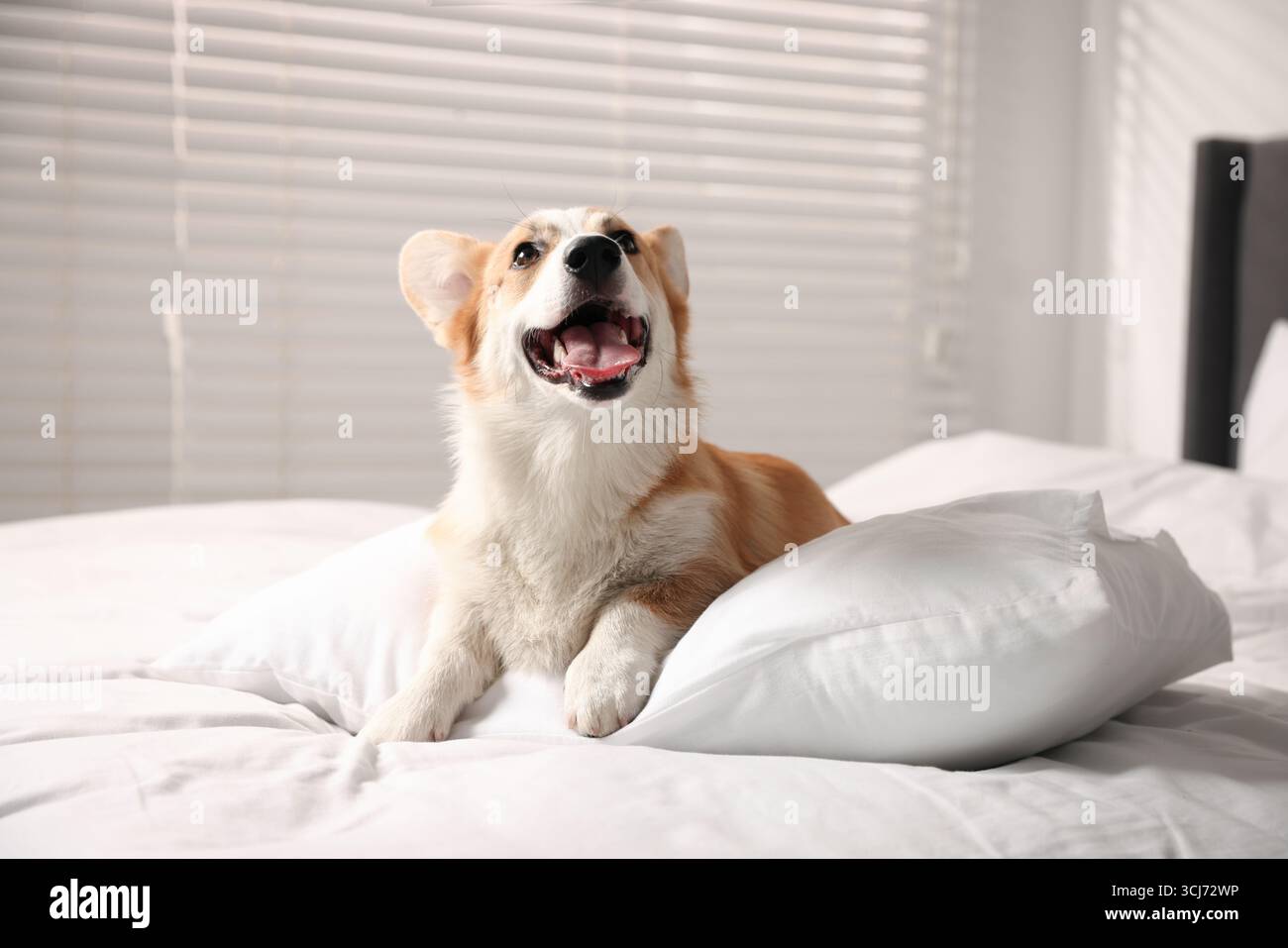 Hotel in cui sono ammessi gli animali domestici. Un cane carino con cuscino sul letto interno Foto Stock