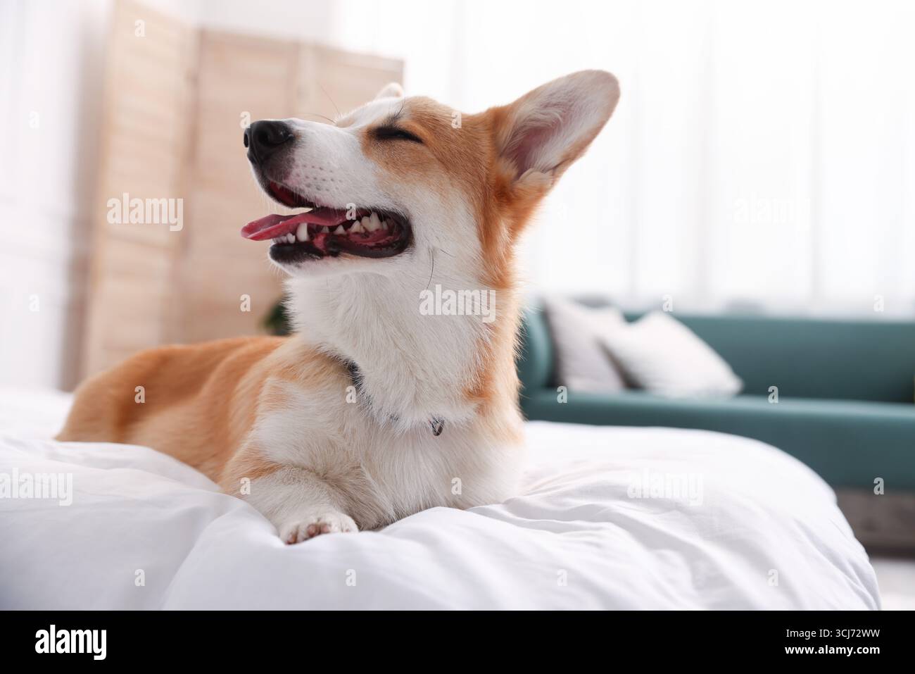 Hotel in cui sono ammessi gli animali domestici. Bel cane a letto al chiuso Foto Stock