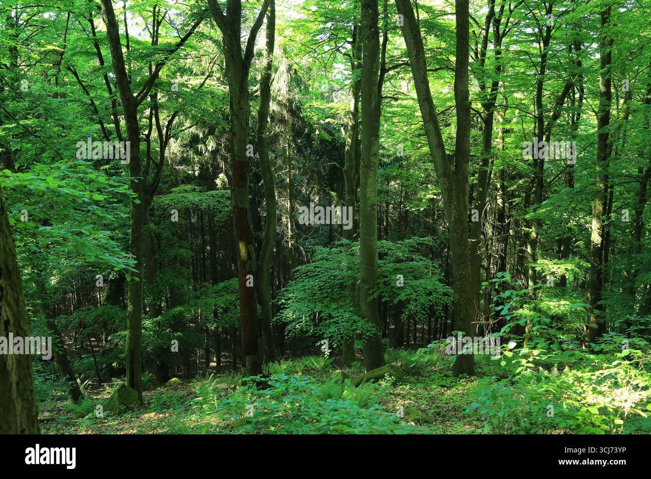 Foresta mista temperata decidua e conifere Foto Stock
