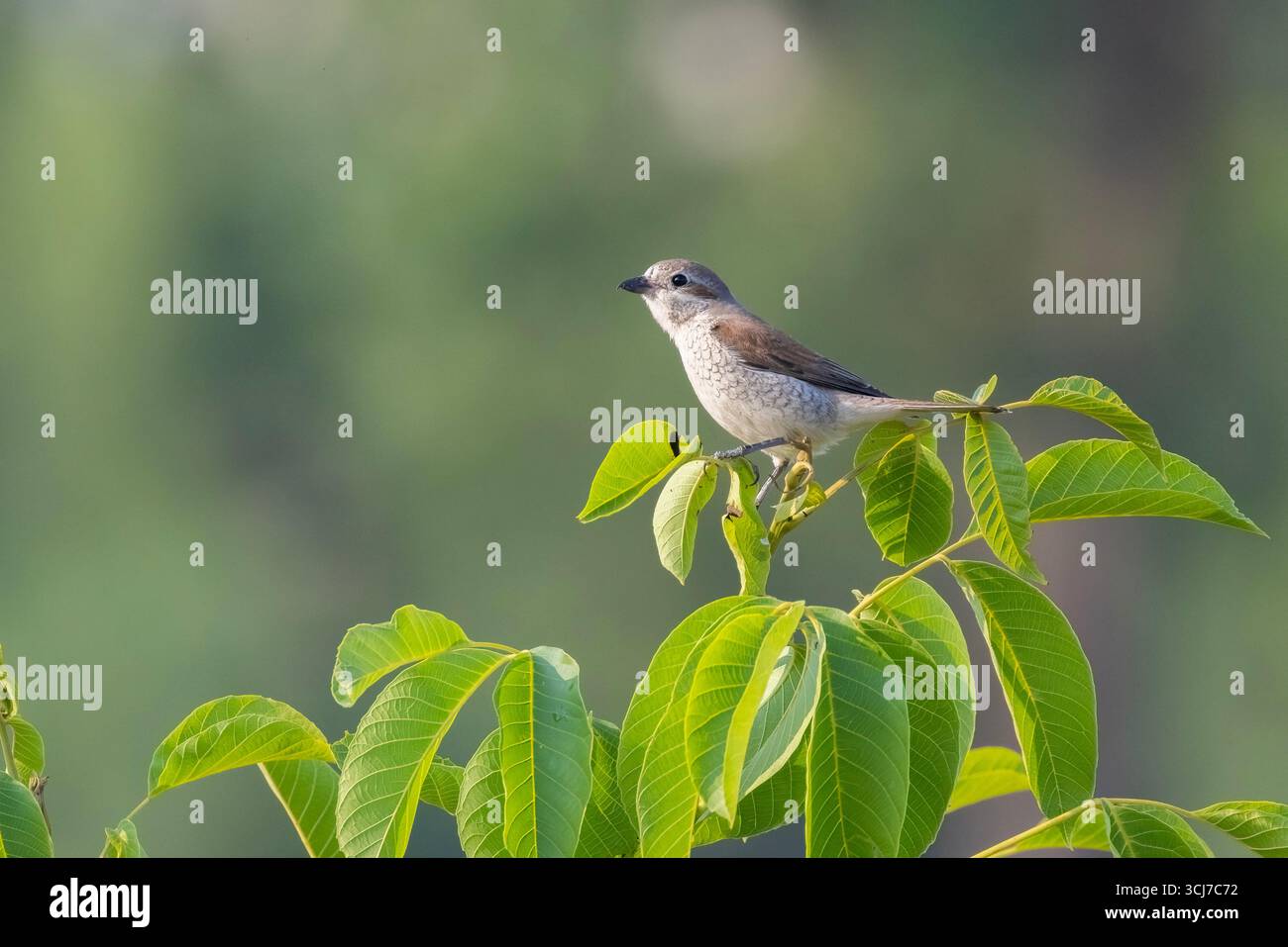 shrike giovanile con dorso rosso (Lanius collurio) Foto Stock