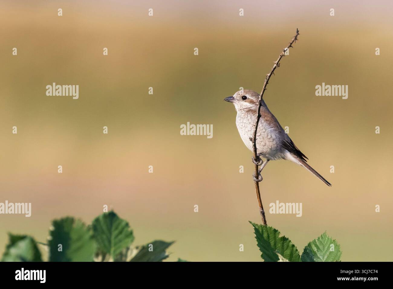 shrike giovanile con dorso rosso (Lanius collurio) Foto Stock