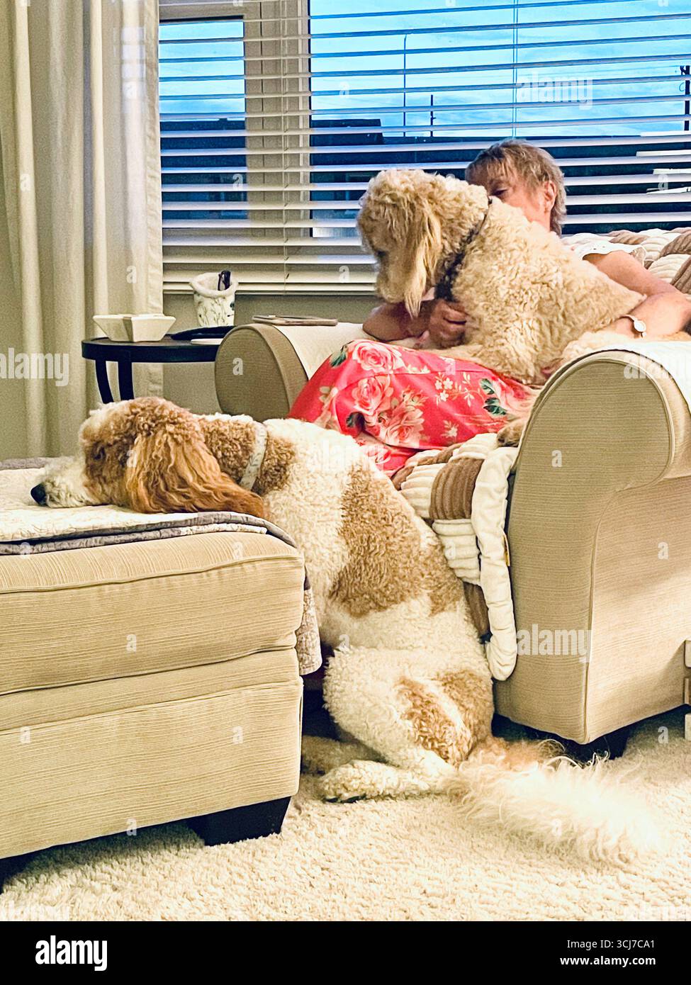 Donna anziana che si rilassa su una poltrona con i suoi due goldendoddles in un pomeriggio di sole, 2025, Montana, Stati Uniti - Immagine stock catturata con smartphone