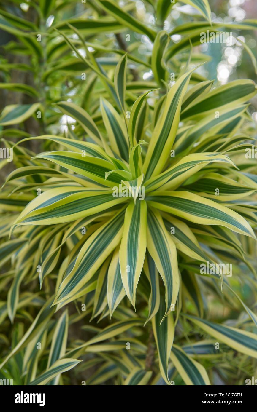 foto ravvicinata di dracaena o canto di piante indiane con messa a fuoco morbida in un giardino sfocato. simboleggiando la resilienza e la fortuna Foto Stock
