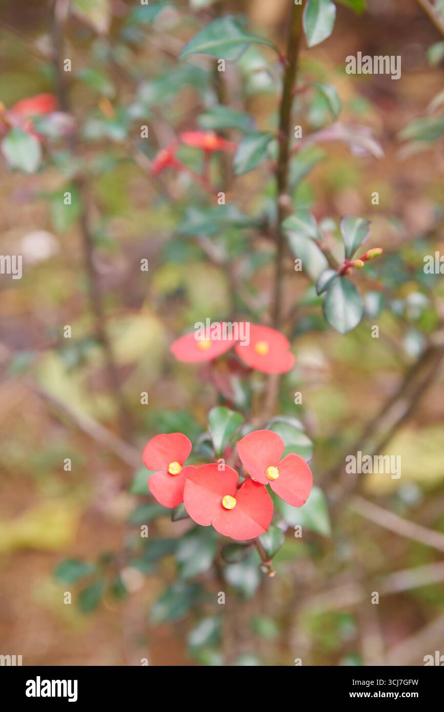 primo piano della corona di spine ramo di pianta con piccoli fiori rossi con piccoli centri gialli e piccole foglie verdi. simboleggia resistenza e resilienza Foto Stock