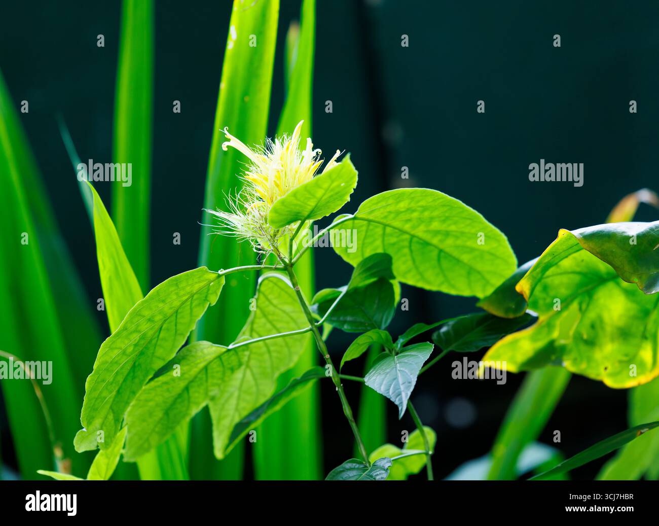 Un fiore di pennacchio dorato con fili come bratti Foto Stock