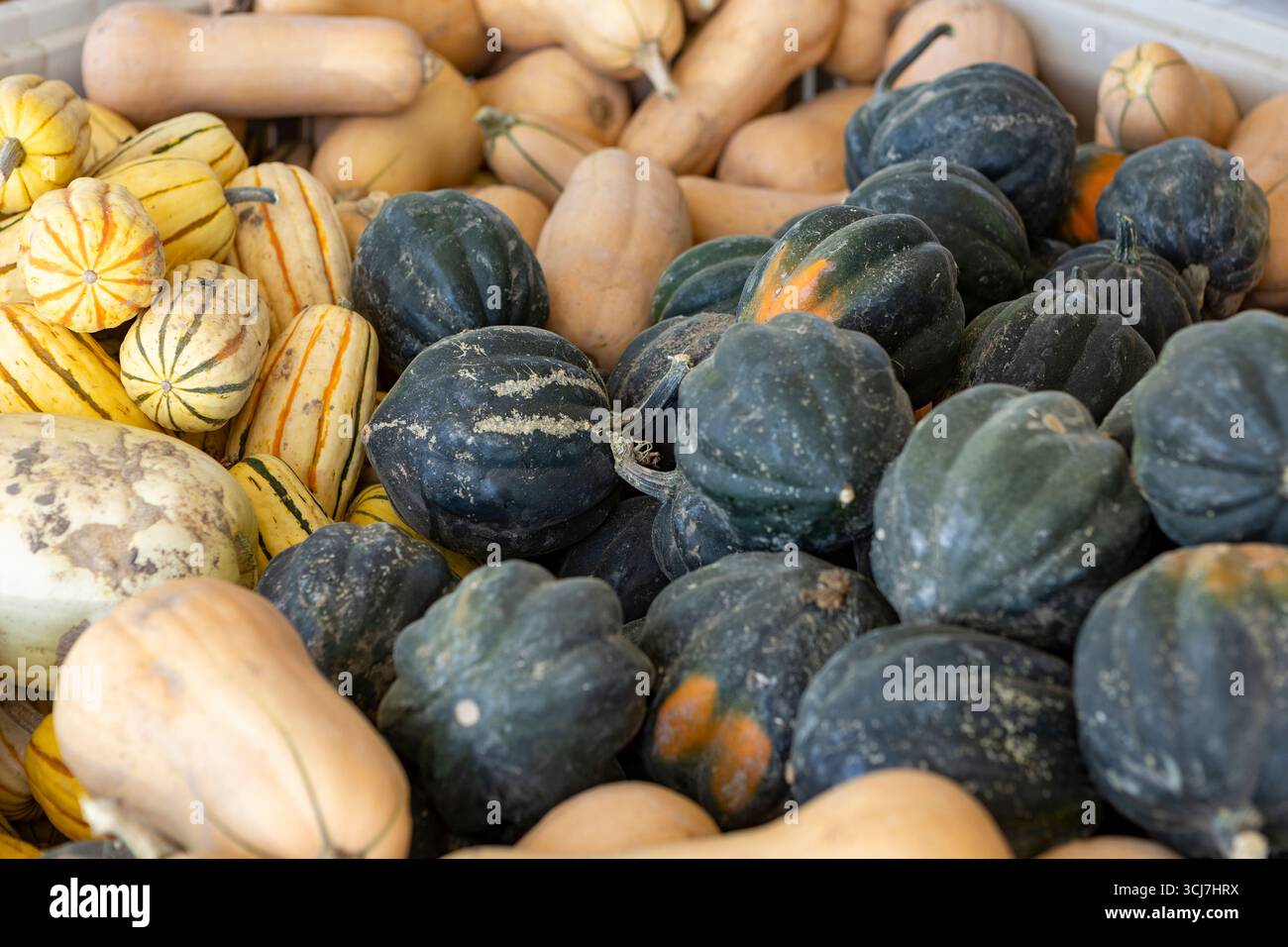 Butternut, Acorn e Spaghetti squash presso uno stand di frutta sul ciglio della strada Foto Stock