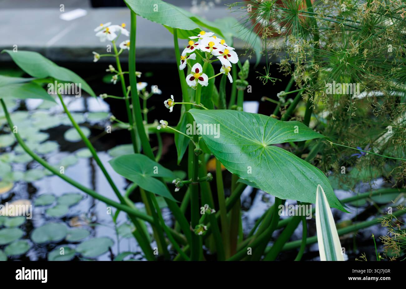 Il fiore Sagittaria montevidensis è un fiore a tre petali che è per lo più bianco con centro rosso sui petali e centro fiore giallo situato sullo stagno Foto Stock
