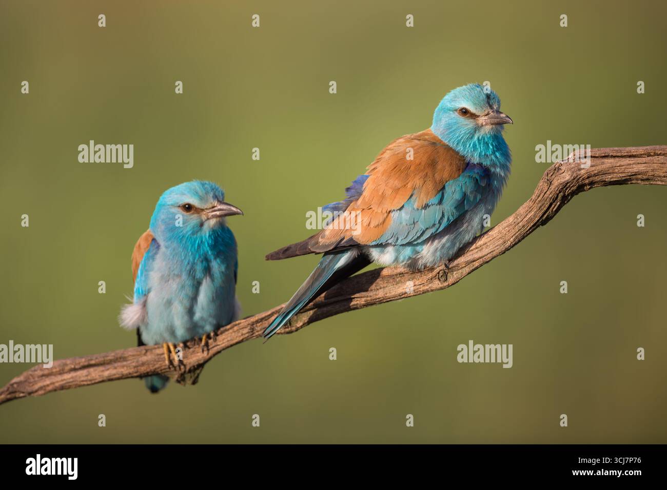 Rulli europei su una filiale al mattino, Ungheria. Foto Stock