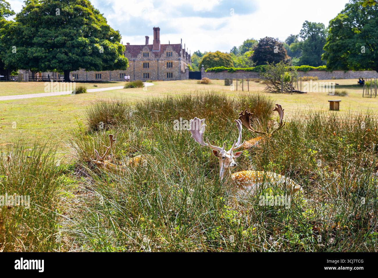 Cervi selvatici a Knole Park con Knole House sullo sfondo, Sevenoaks, Kent, Inghilterra Foto Stock