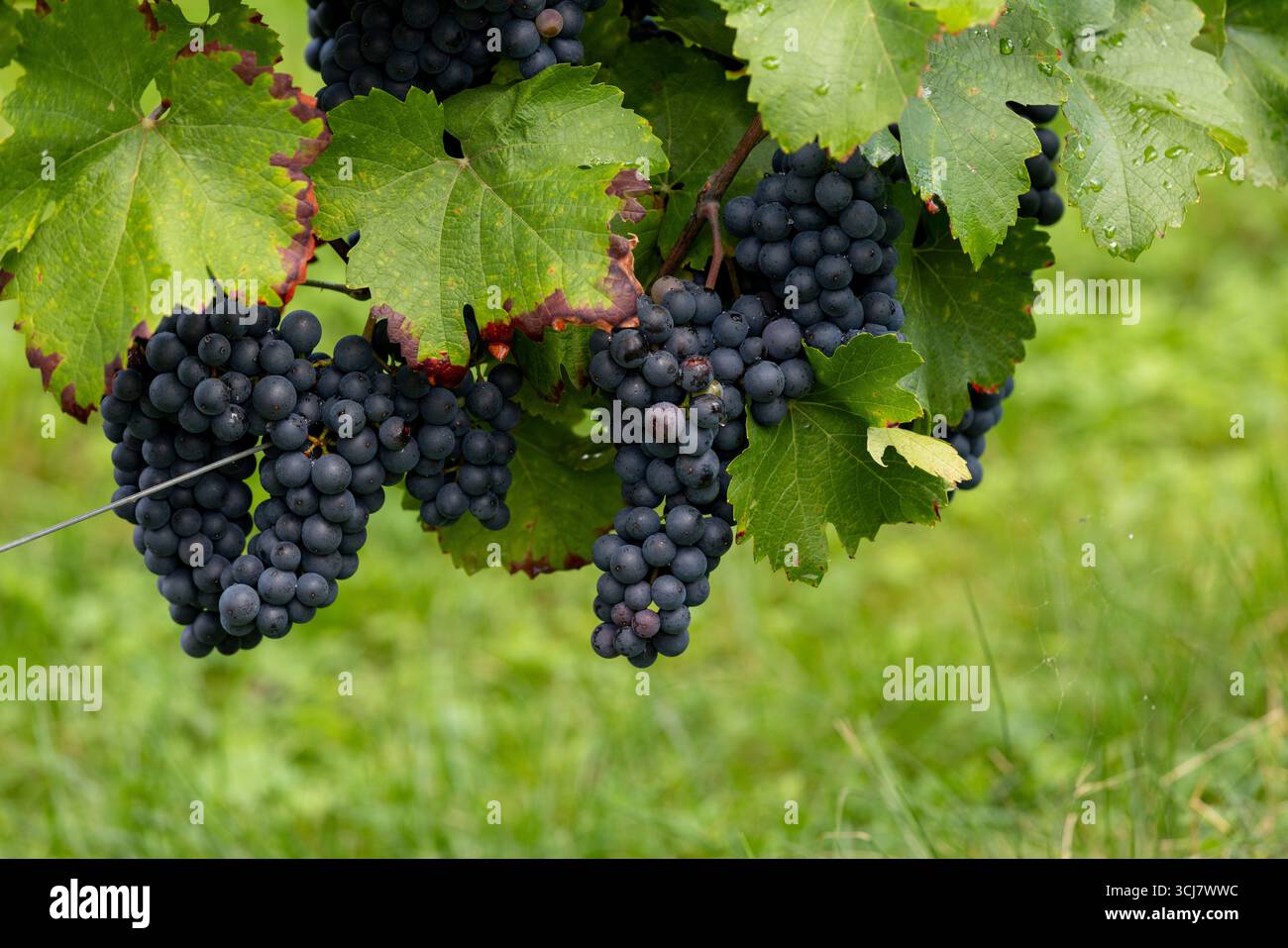 Problemi di parassiti o malattie - uve blu mature che crescono sulla vite in un vigneto Foto Stock