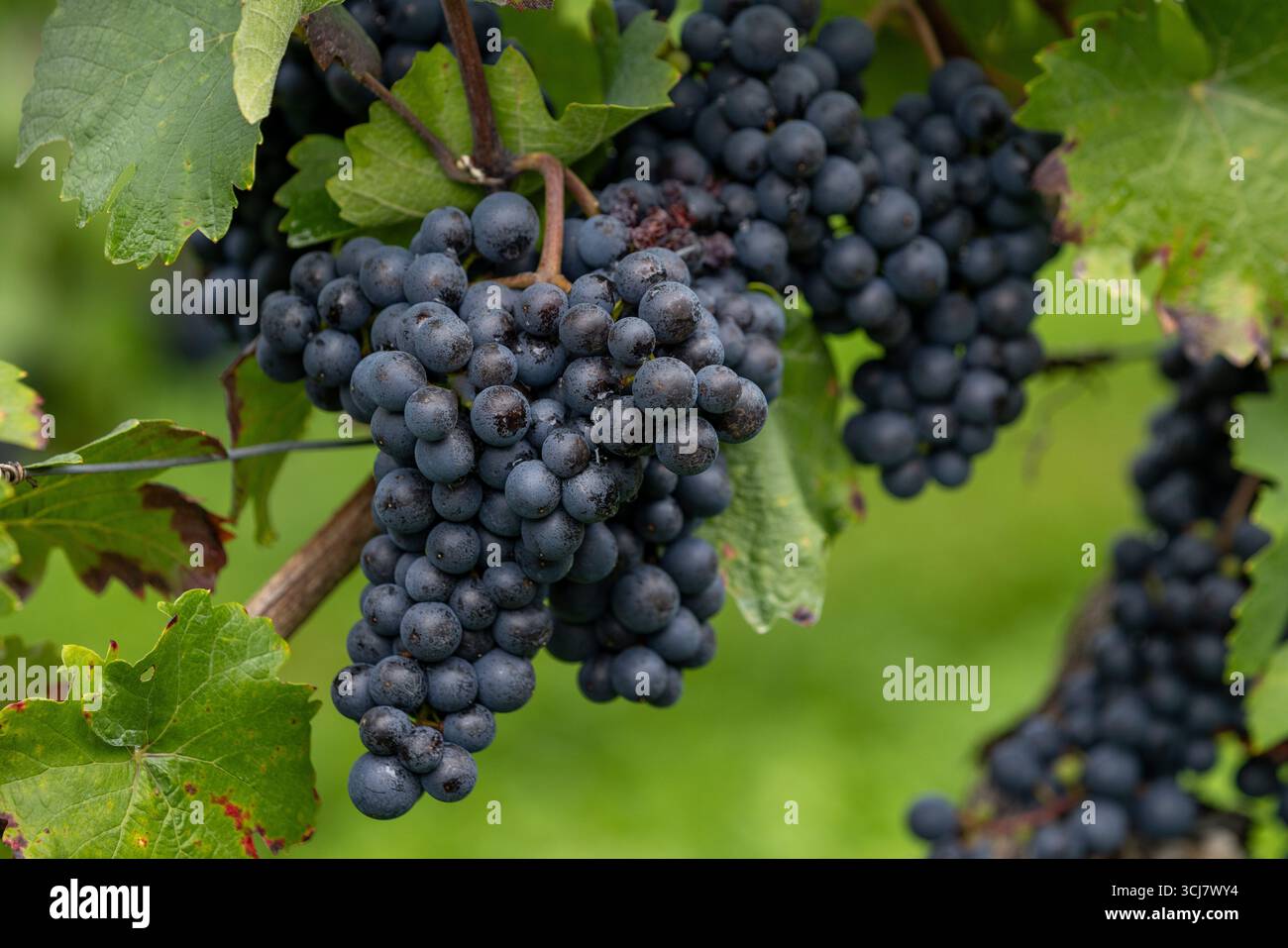 Uve blu mature che crescono sulla vite in un vigneto Foto Stock