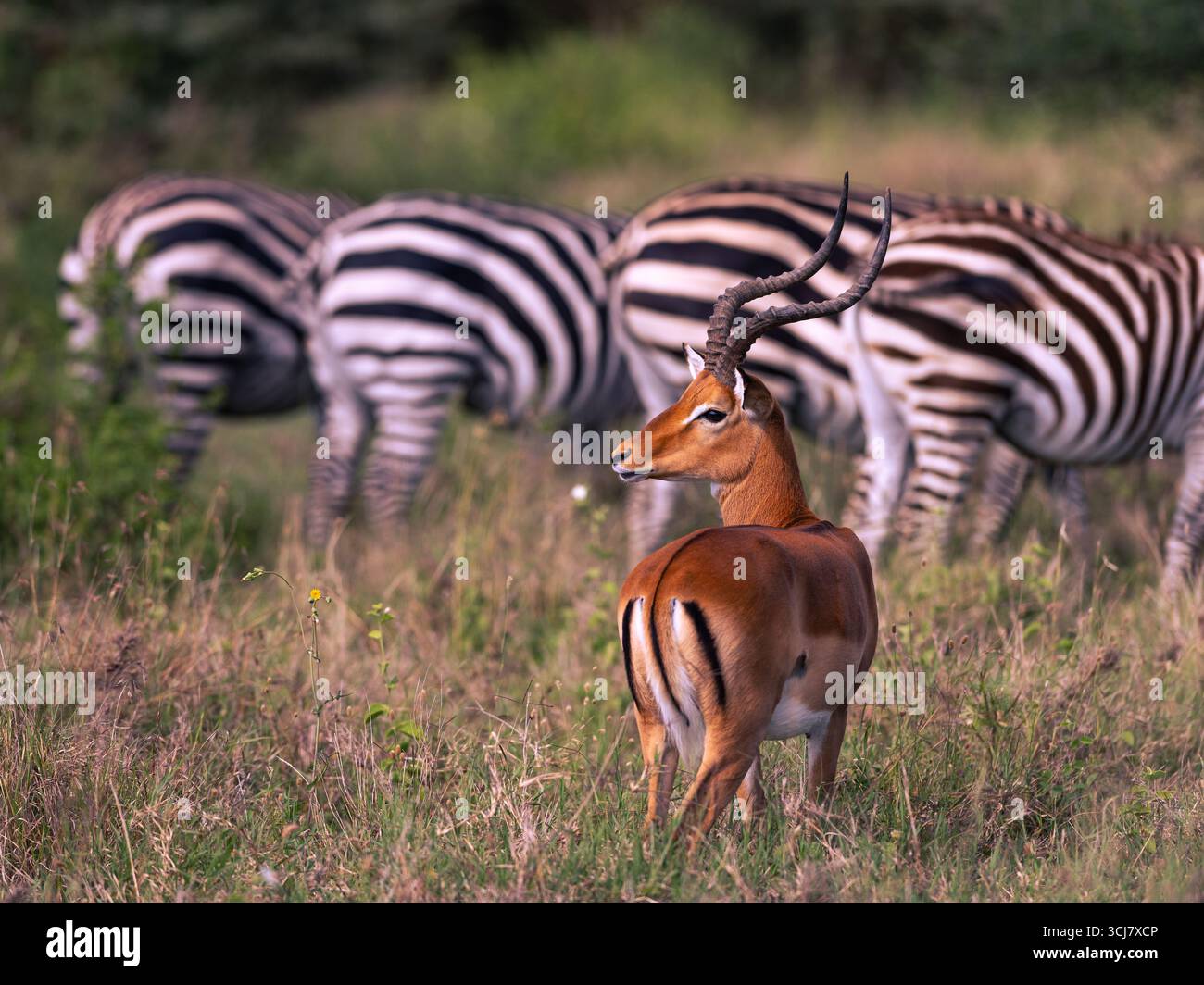 Male Impala (Aepyceros melampus) con Zebre (Equus quagga) sullo sfondo nel Parco Nazionale di Nairobi Foto Stock