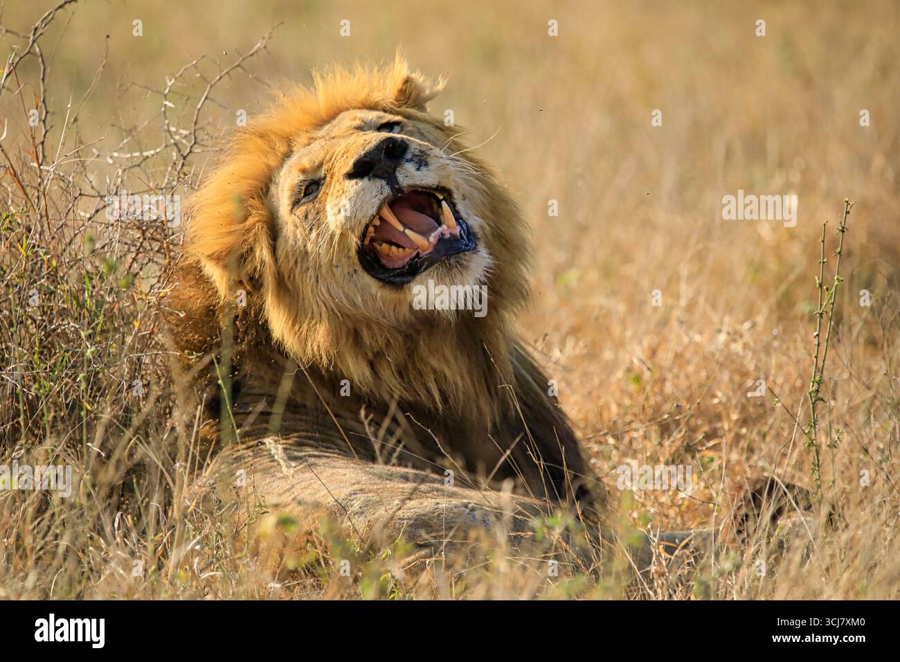 Leone maschile che mostra i suoi grandi denti potenti Foto Stock