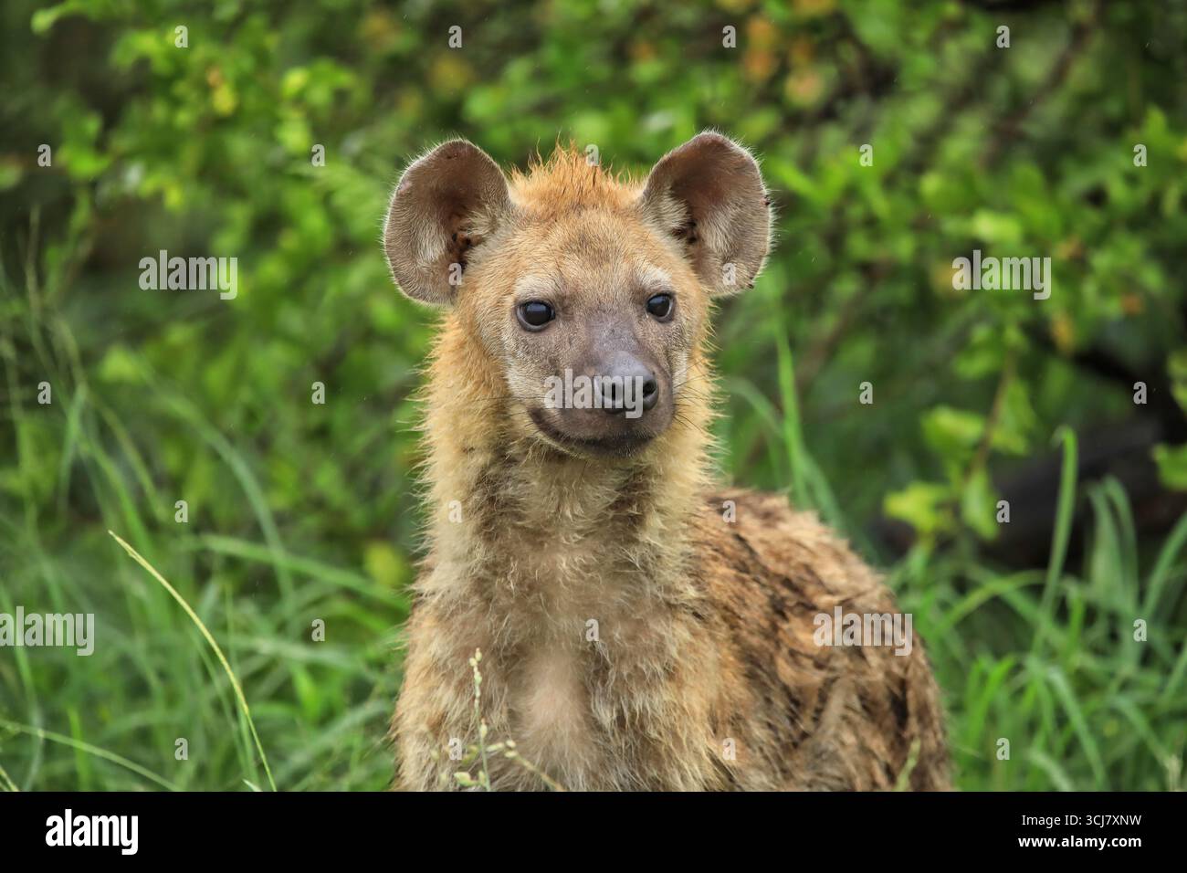 Hyena africana che fissa Foto Stock