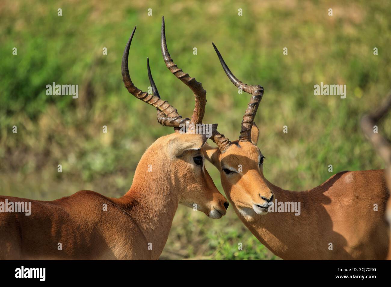 Ram del Impala Foto Stock