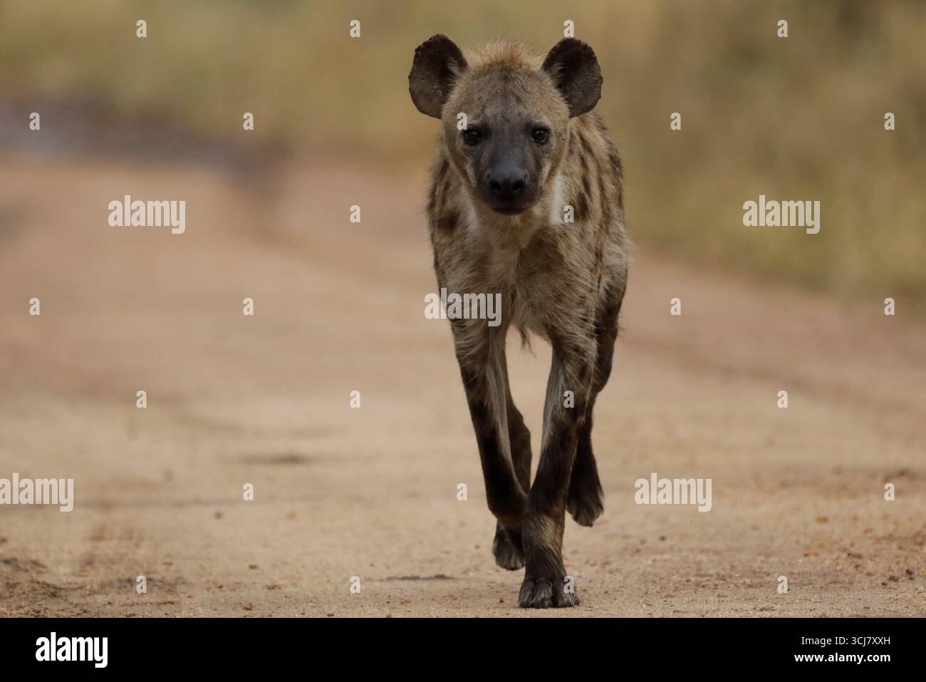 Iena che corre su strada sterrata Foto Stock