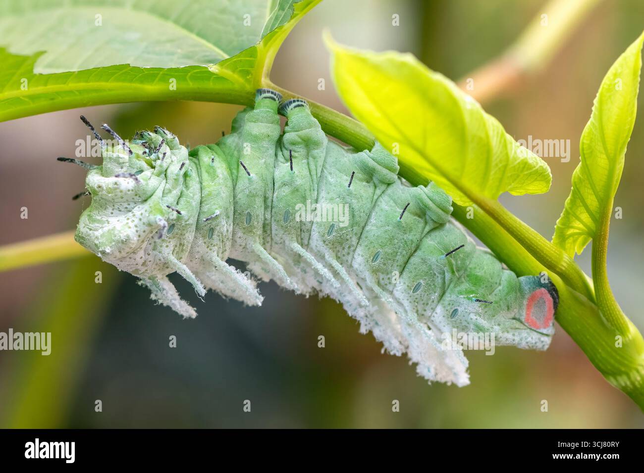 Macro di una falena gigante dell'atlante (Attus atlas)caterpillar. Foto Stock