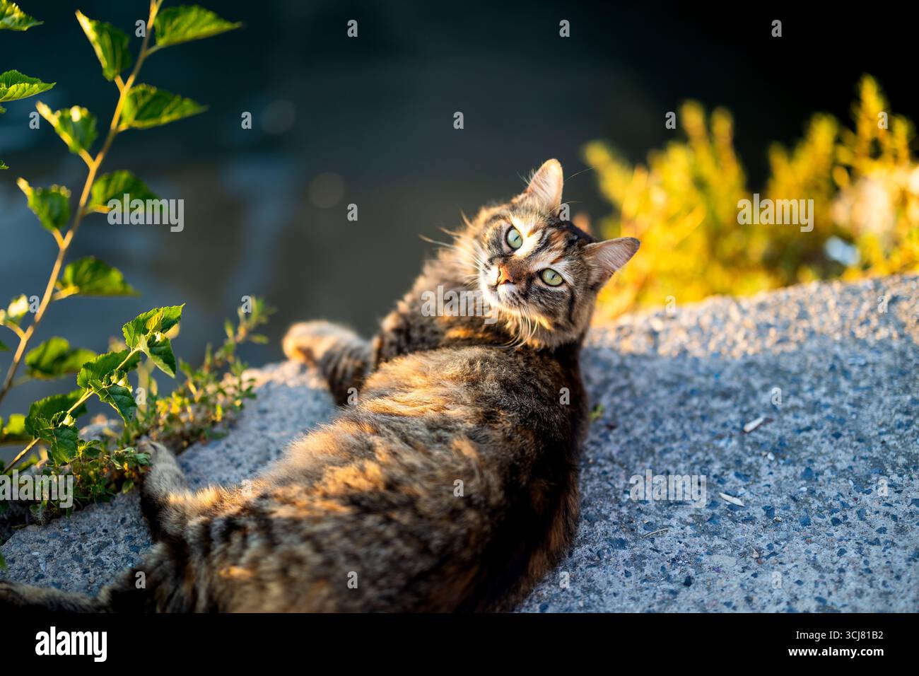 Gatto da tabby randagio steso a terra in una calda luce solare serale con occhi verdi che guardano la fotocamera. Foto Stock
