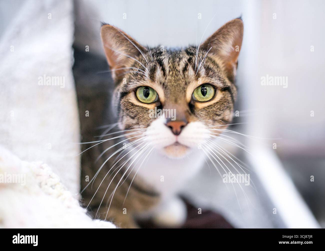Un gatto shorthair con tabby e segni bianchi e occhi verdi Foto Stock