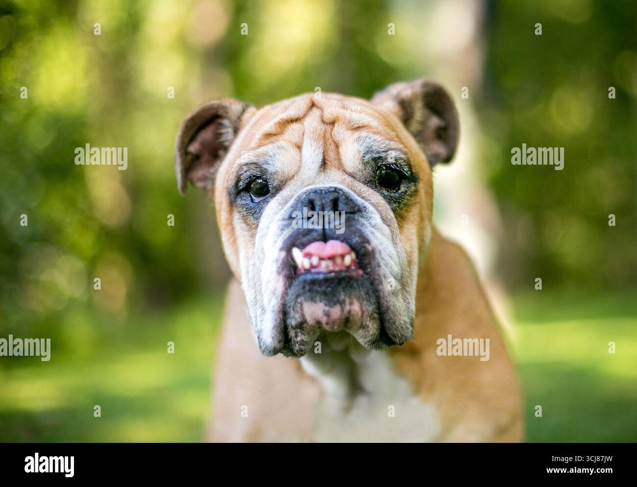 Un Bulldog inglese di razza pura con un underbite e denti storti Foto Stock