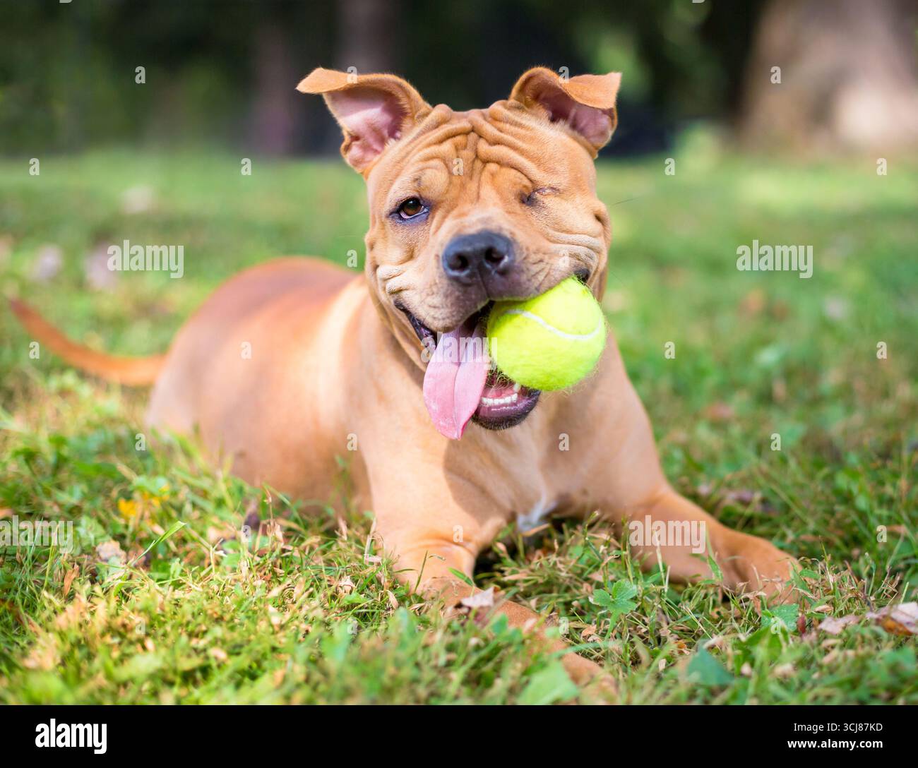 Un cane di razza mista Shar Pei con un occhio sdraiato nell'erba e che tiene una palla in bocca Foto Stock