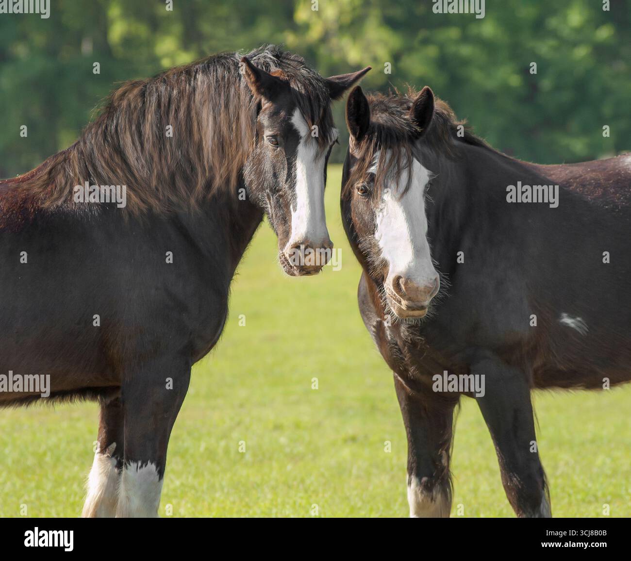 Un paio di cavalli del Clydesdale Draft stanno vicini in un campo verde Foto Stock