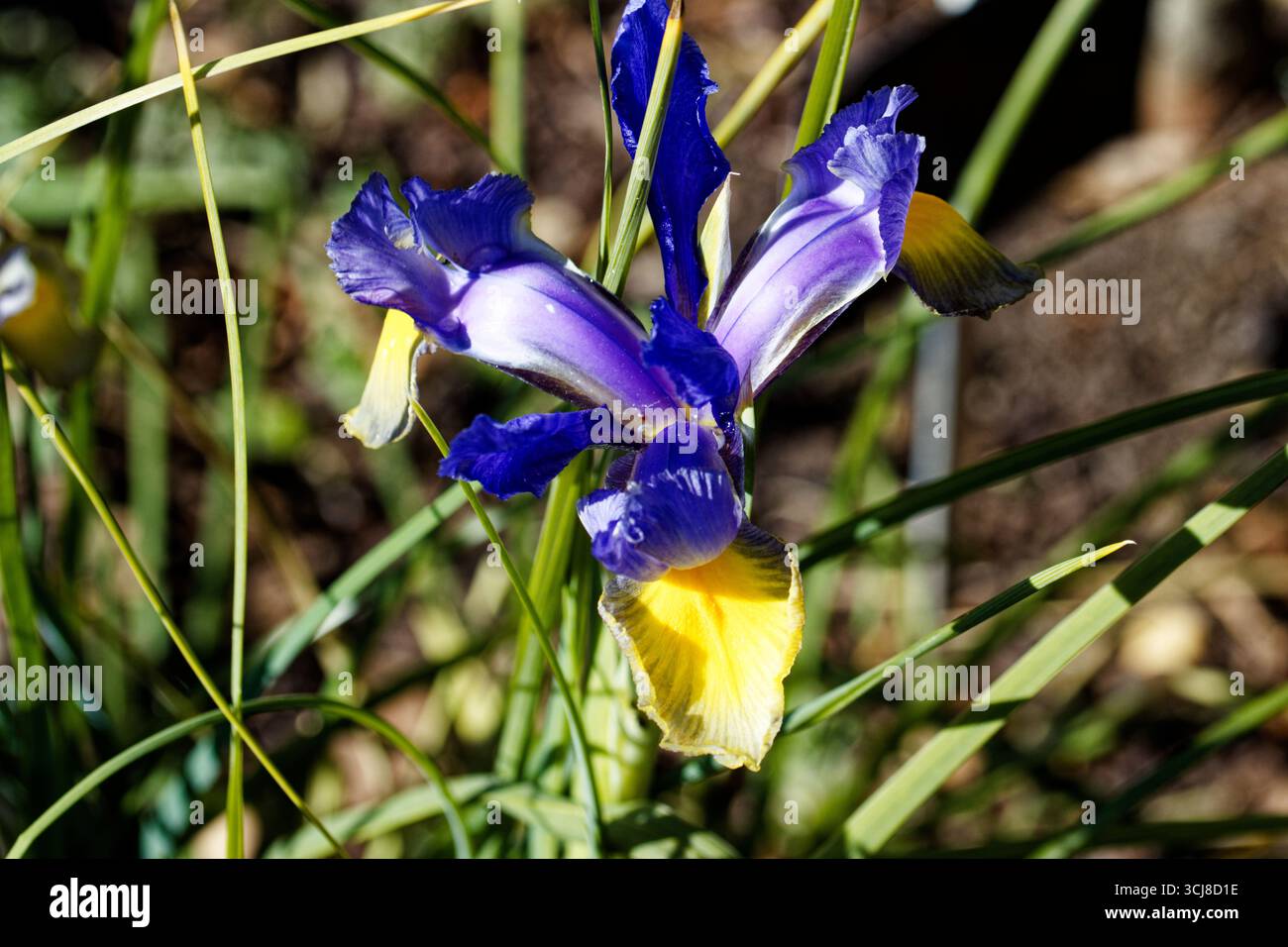 La signorina Saigon Irises con i suoi incredibili colori contrastanti rende la dichiarazione di stile! Lavanda, blu, limone morbido e limone profondo... tutti si combinano perfettamente Foto Stock
