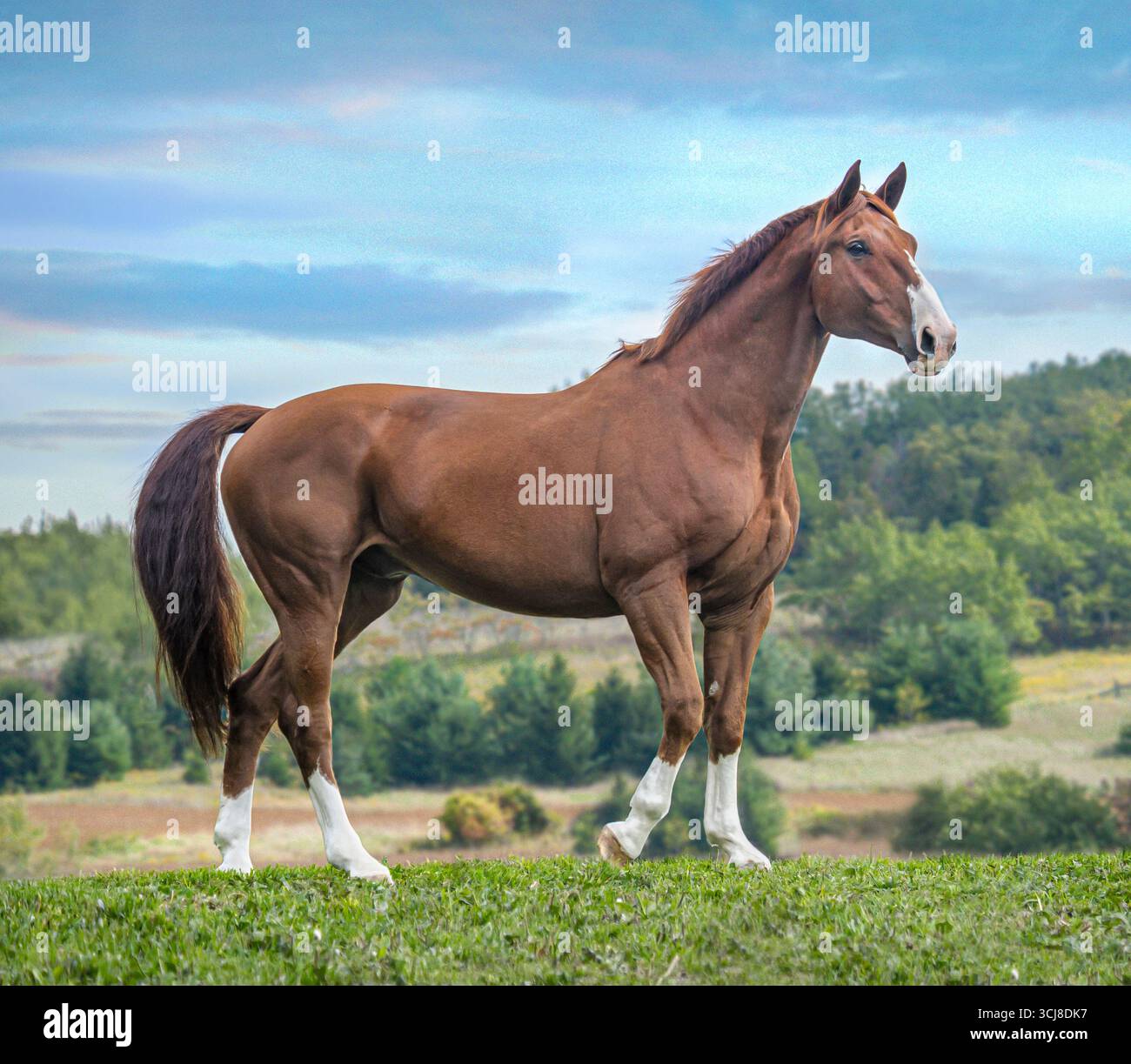 Adulto adulto maschio Oldenburg Horse gelding sul punto panoramico. Foto Stock