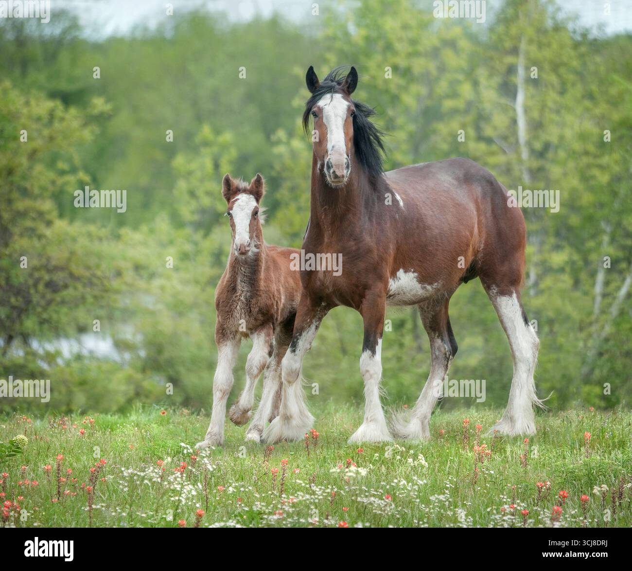 Femmina adulta di Clydesdale Draft Horse mare nel prato con cucciolo di puledro Foto Stock