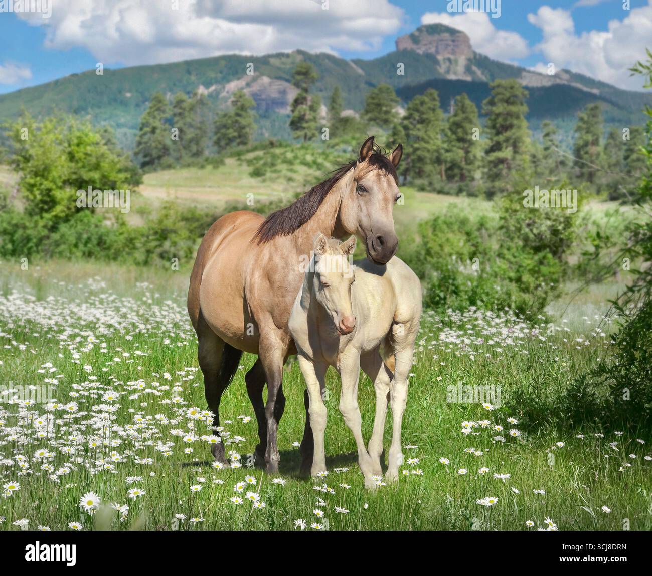 Donna adulta Quarter Horse mare nel prato alpino con cucciolo di puledro a lato Foto Stock