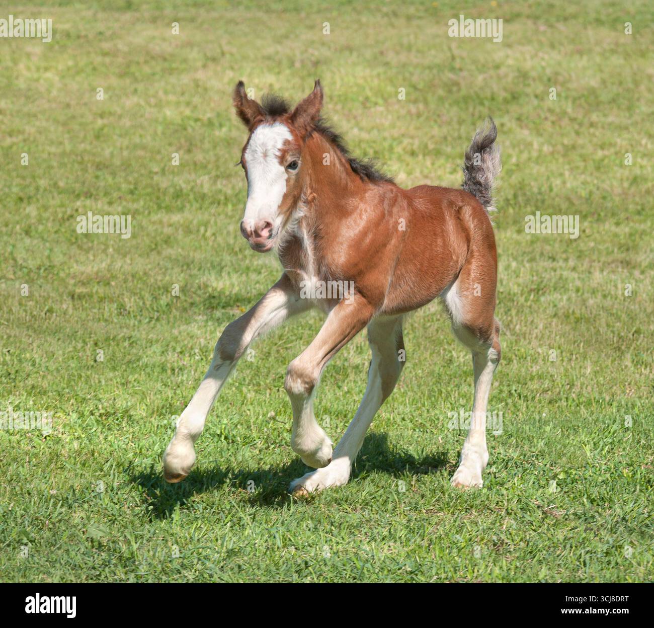 Il puledro neonato Clydesdale Horse Filly corre nel campo erboso Foto Stock