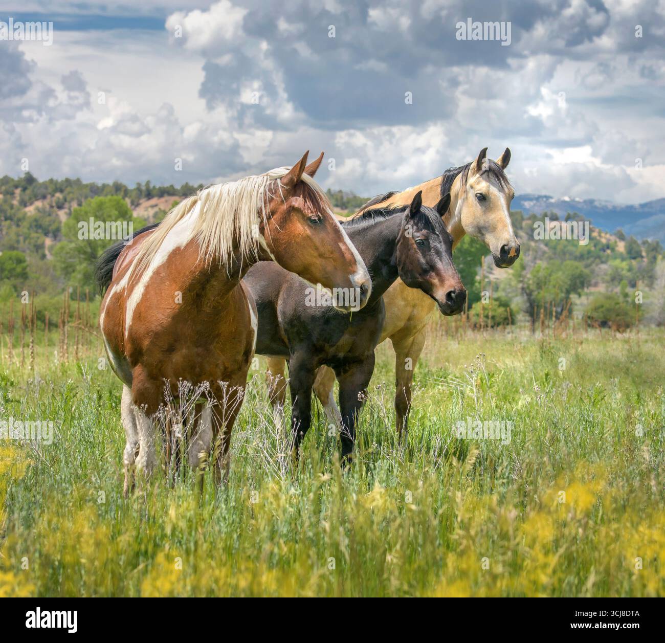 Trio di cavalli American Paint Quarter nel prato del Colorado. Foto Stock