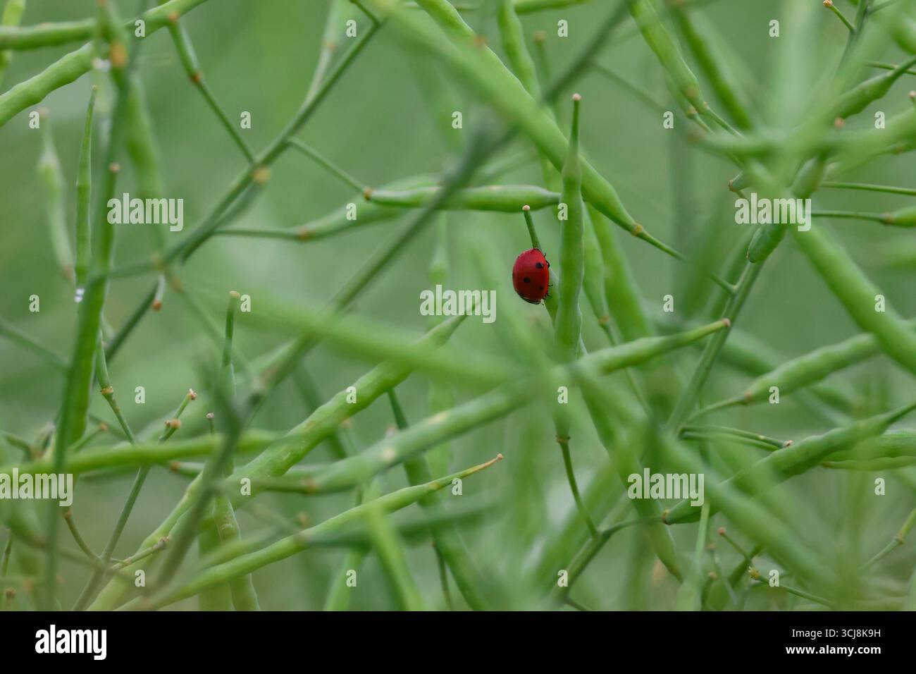Un piccolo coccinello in una grande foresta di canola. Foto Stock