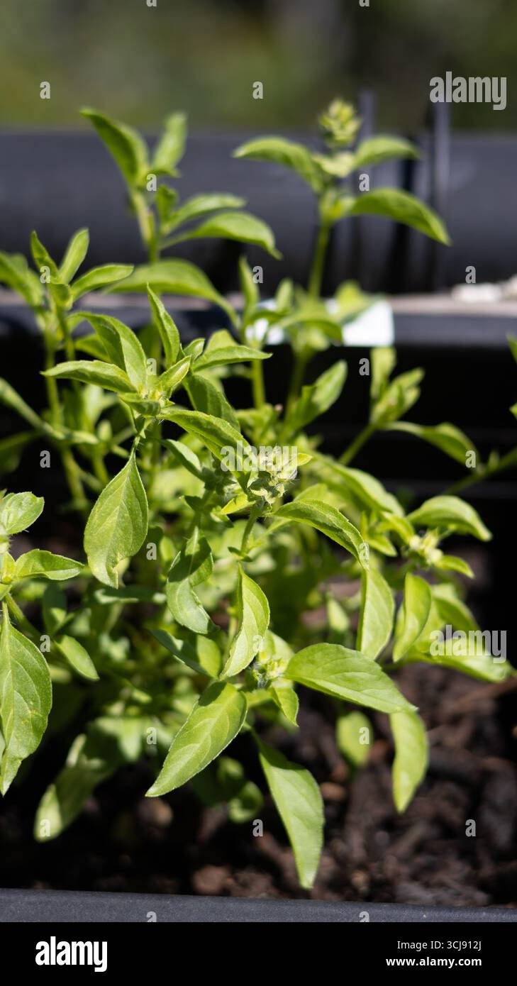 Una pianta di basilico al limone baciata dal sole fiorente in una pentola da giardino. Foto Stock
