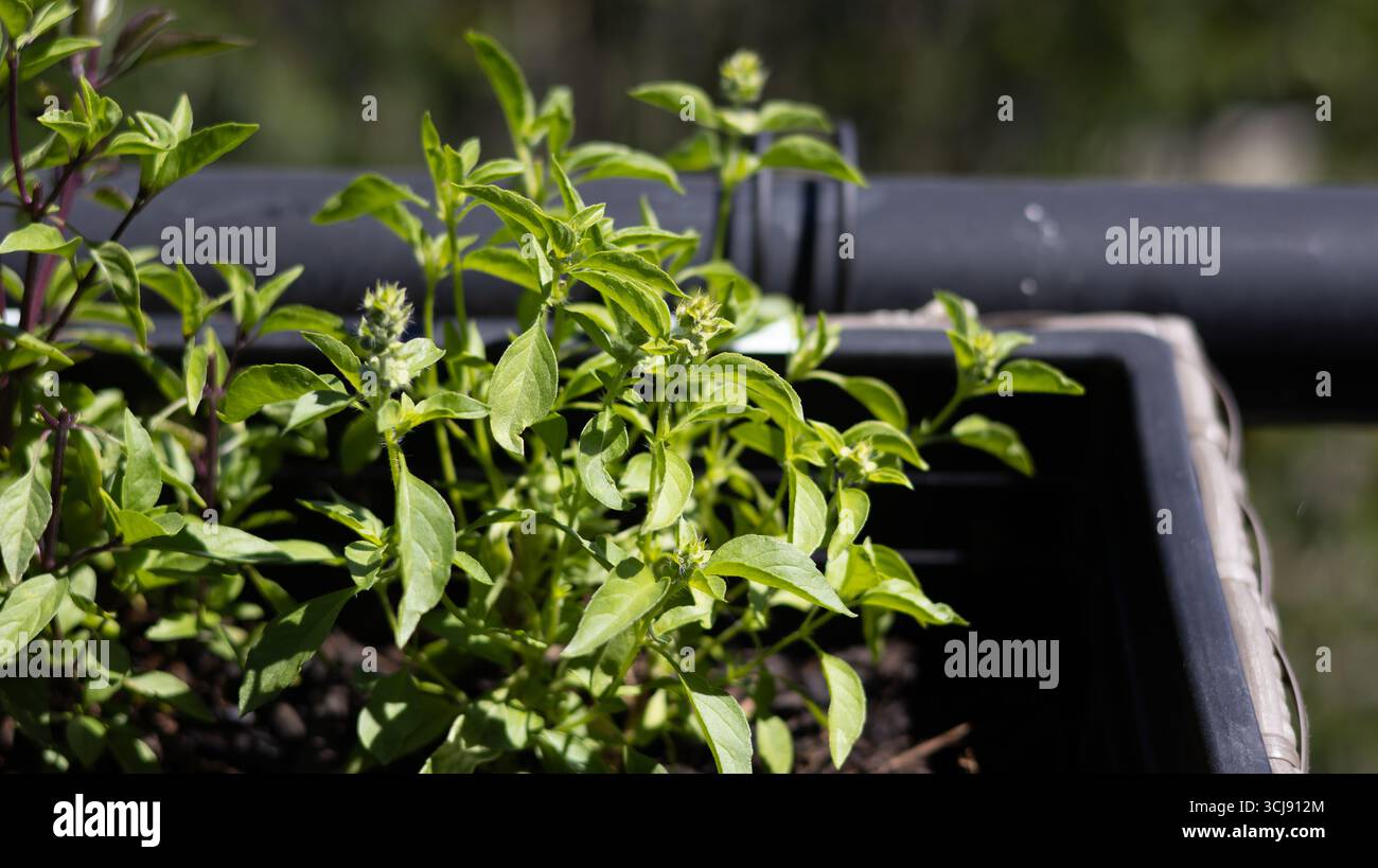 Una pianta di basilico al limone baciata dal sole fiorente in una pentola da giardino. Foto Stock