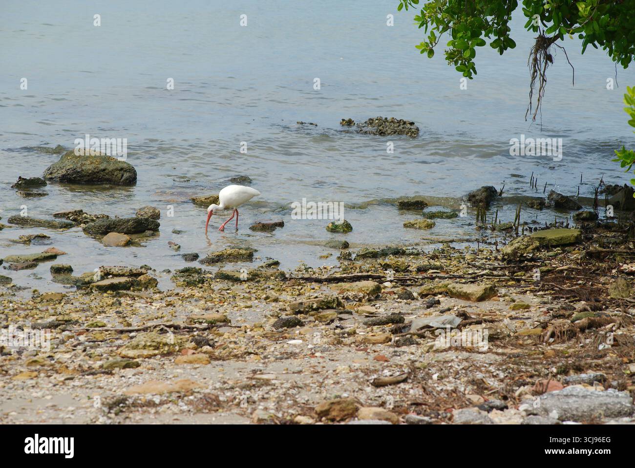 White Ibis Bird in un ambiente costiero di mangrovie con acque limpide e serenità naturale. Cammina graziosamente attraverso acque costiere poco profonde, circondate da Foto Stock