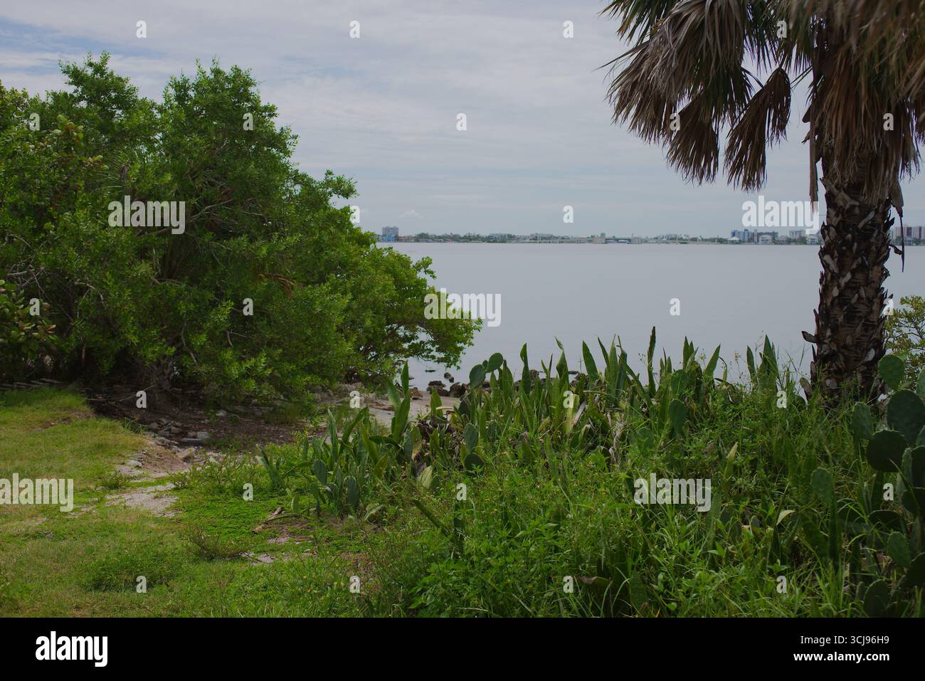 Vegetazione tropicale lungo il fiume con palme e skyline della città in lontananza. Piante e alberi tropicali lussureggianti incorniciano una tranquilla costa con un limpido Foto Stock
