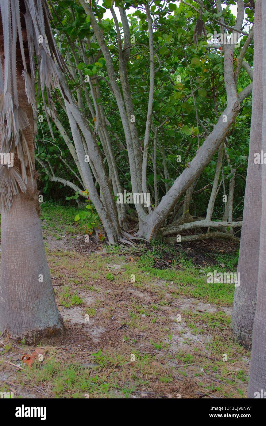 Vegetazione lussureggiante e alberi di mangrovie in un ambiente naturale sereno. Tranquilla foresta con foglie verdi vibranti, tronchi di alberi testurizzati e terreni Foto Stock