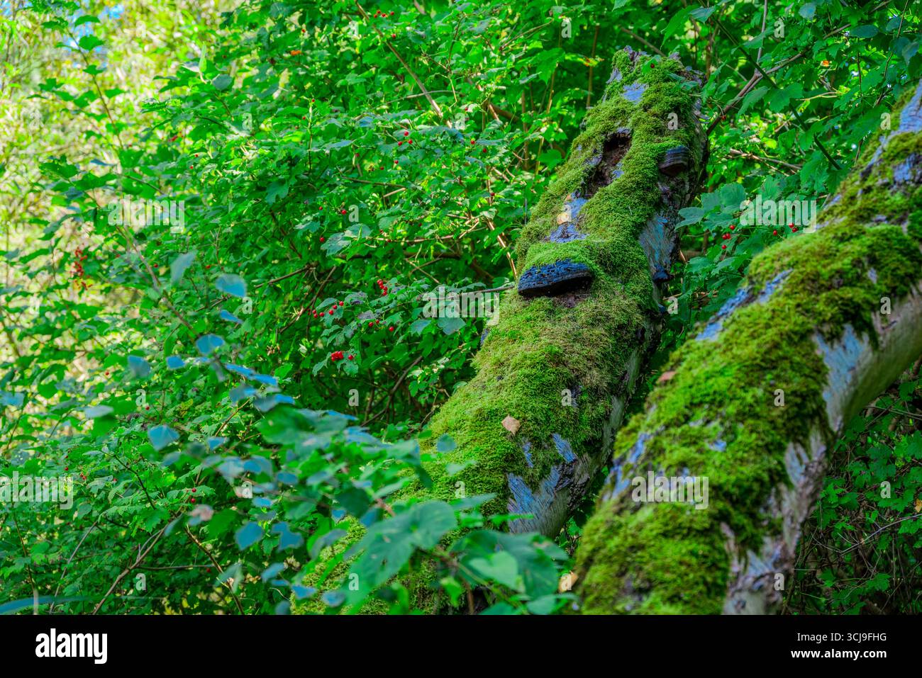 Spreewald Lübbenau Impressions Foto Stock