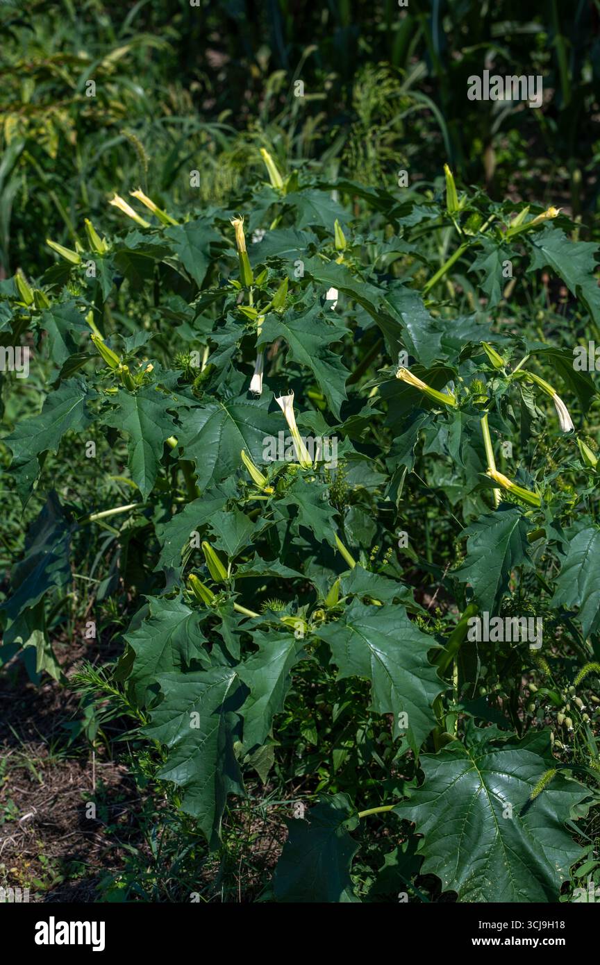 Allucinogeno pianta Tromba del diavolo (Datura stramonio). Fiore bianco di Jimsonweed ( Jimson weed ), mela di Thorn o serpente del Diavolo. Foto Stock