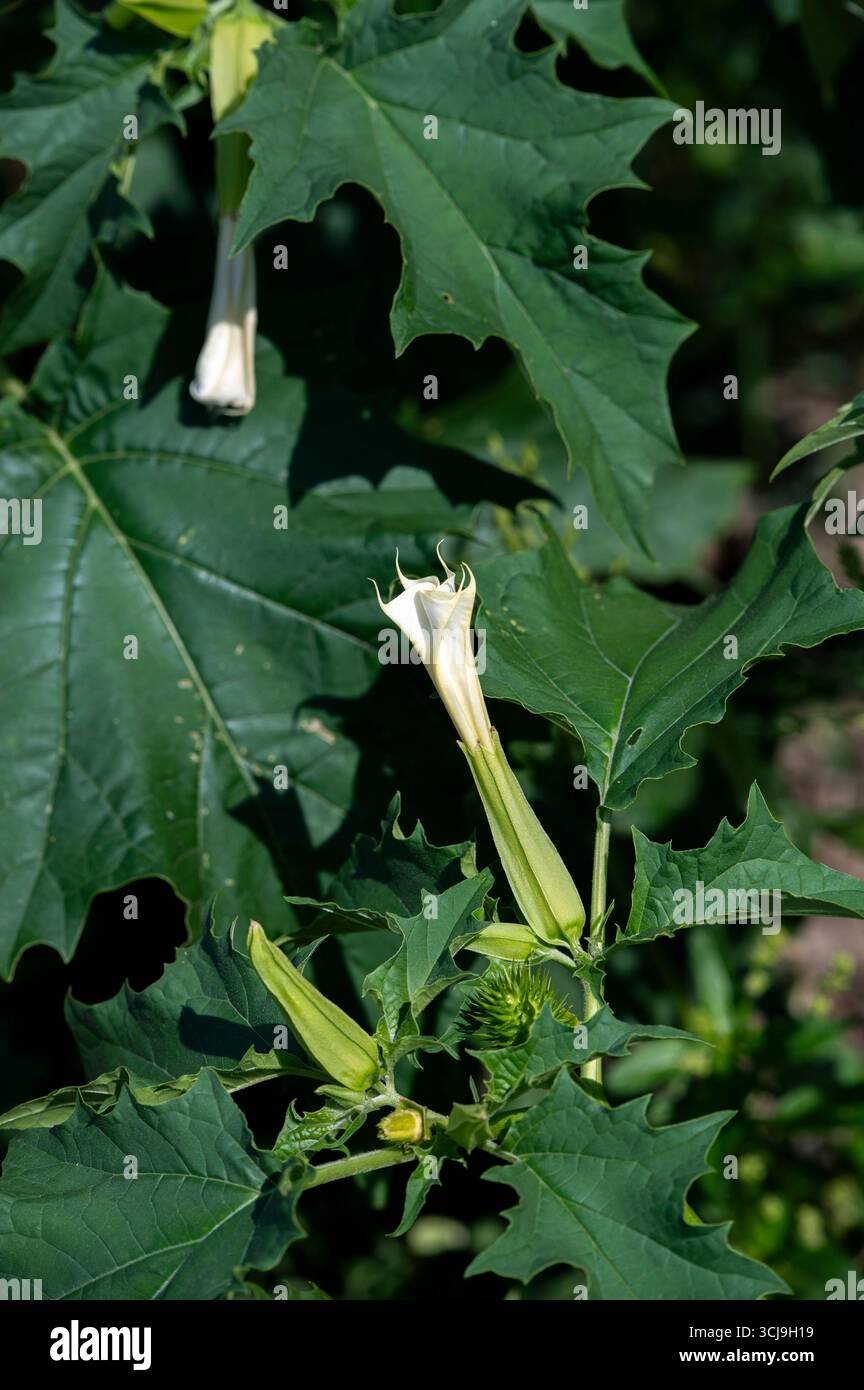 Allucinogeno pianta Tromba del diavolo (Datura stramonio). Fiore bianco di Jimsonweed ( Jimson weed ), mela di Thorn o serpente del Diavolo. Foto Stock