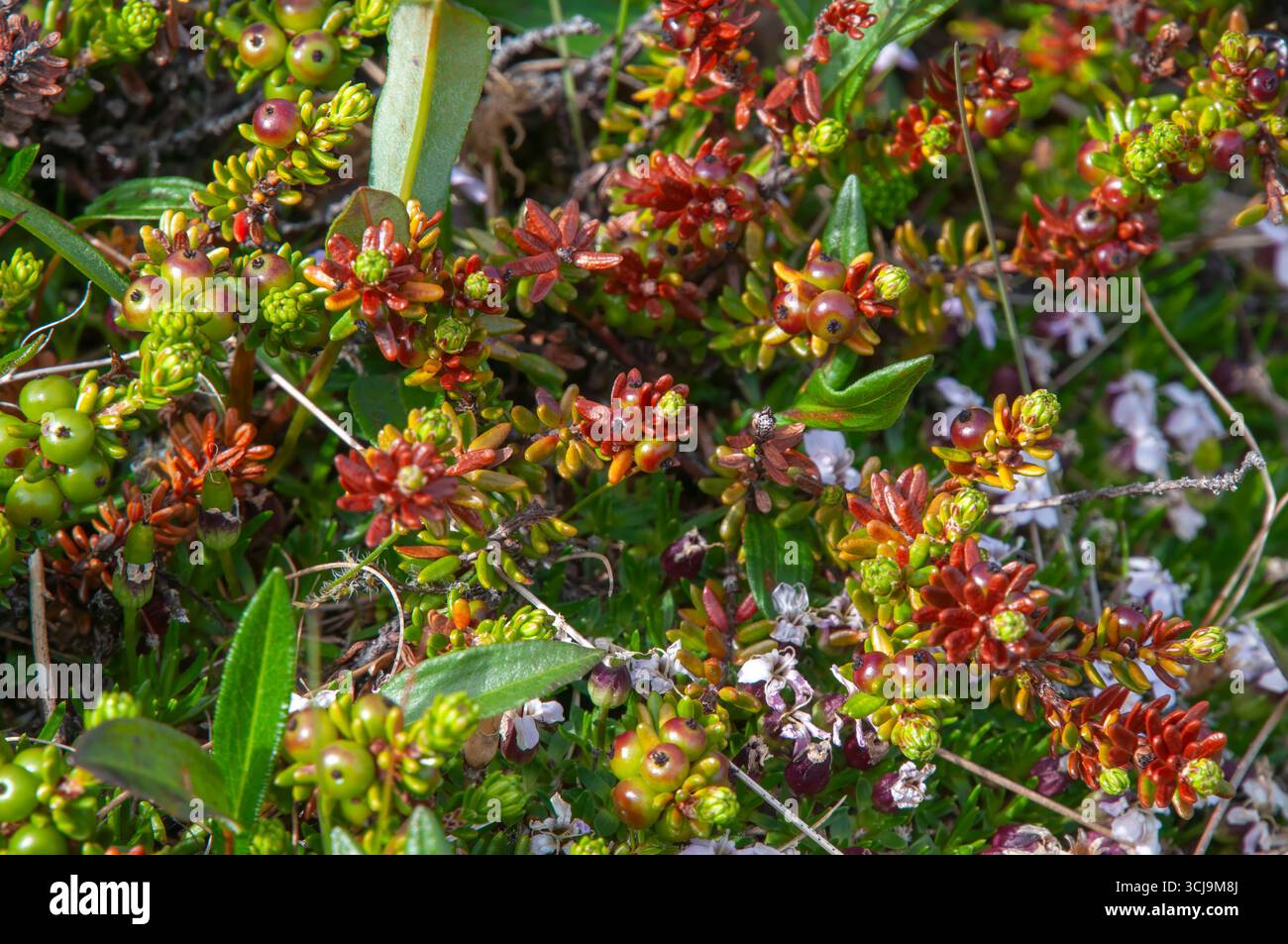 Islanda orientale, arbusto di lampone che cresce selvaggio Foto Stock